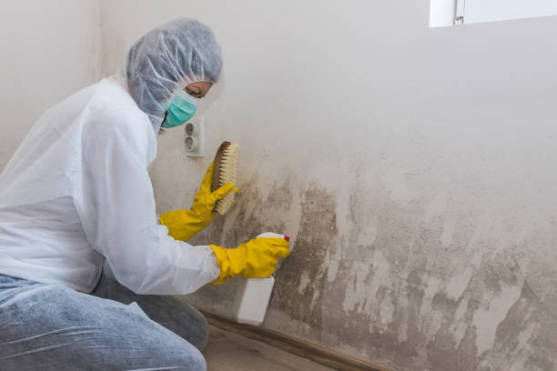 Best Mold Cleaning Services  in Sleepy Hollow, NY